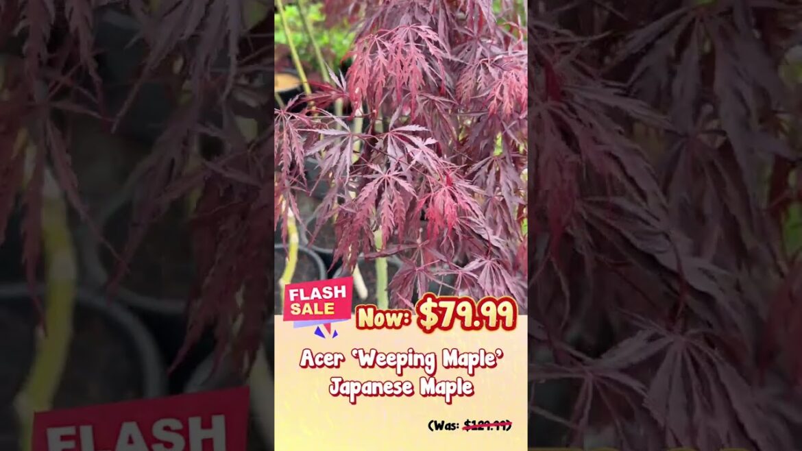 Cheap & Chic Herb Sale!