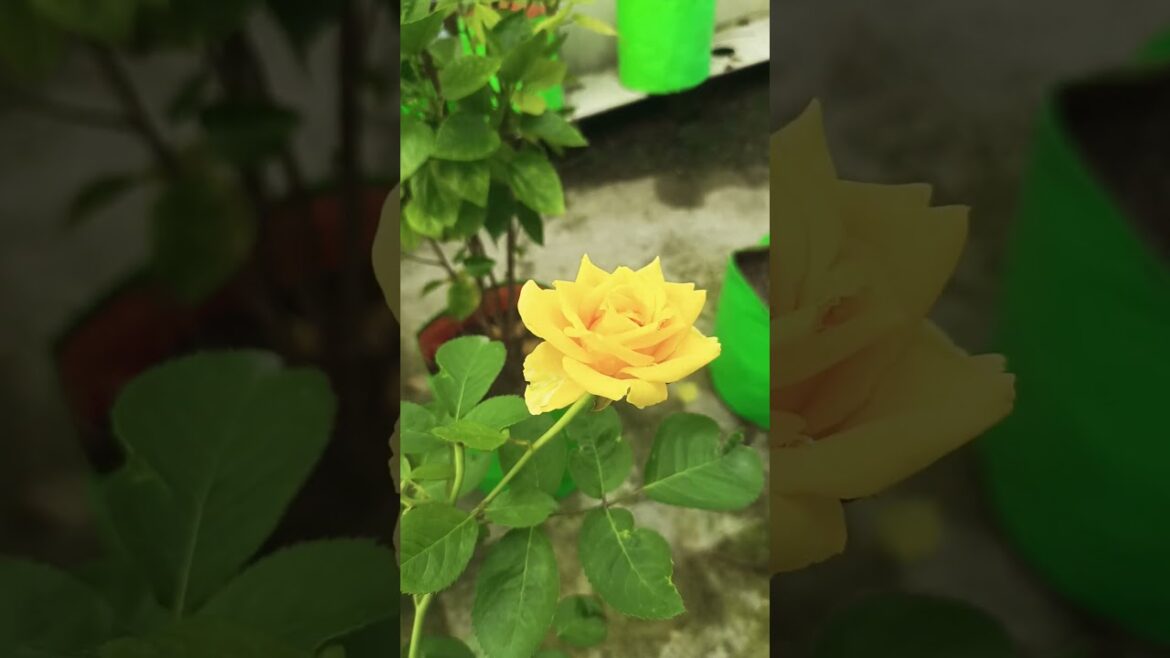 wow!#beautiful#flower 🌺 #trends #garden #love #gardening #mansoon #newshorts#flowers #plants #new