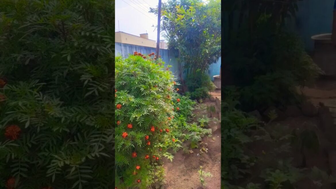 Ma garden lo kasina chikudukayaluu #gardening #harvesting