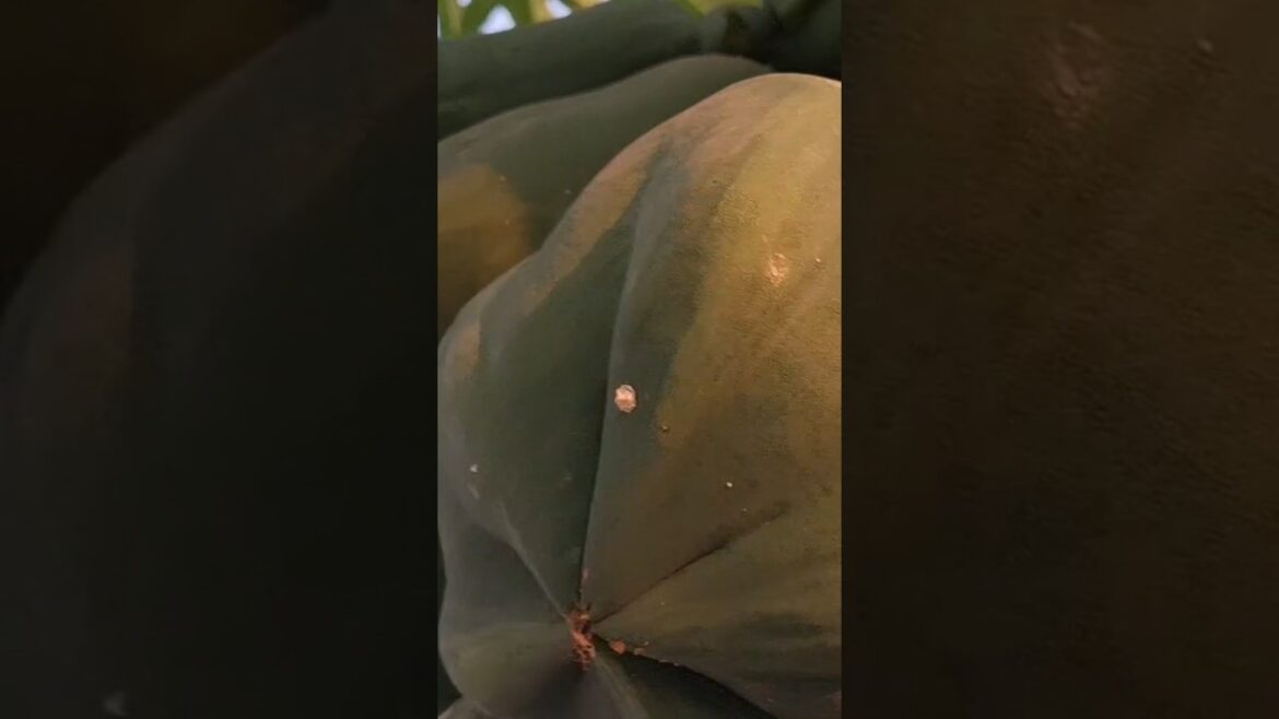 Papaya#shorts#fruits#plants#garden#gardening#plantcare#nature#tips#shortsfeed#organic