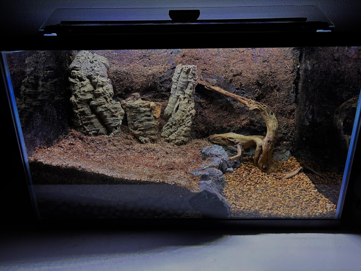 Rate my vampire crab tank (no plants or water yet)