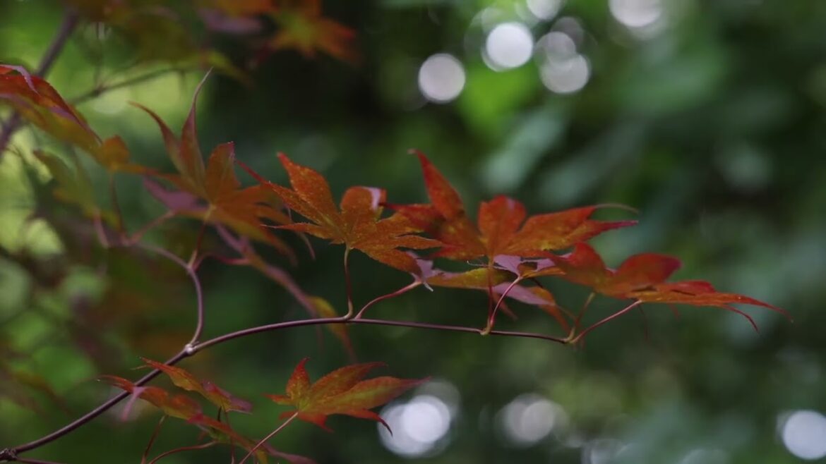 Japanese Maples for North Carolina | Varieties, Planting Tips & Companion Plants