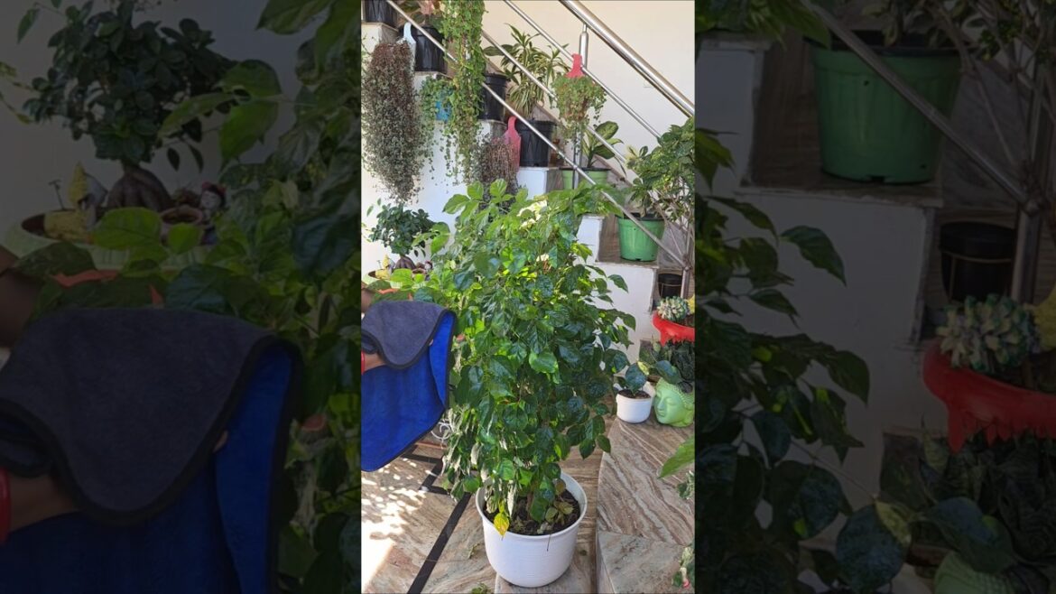 🤔Artificial जैसा दिखने वाला permanent indoorplants✅️♻️🪴#youtubeshorts#gardening #indoorplants #fypシ 🤔Artificial जैसा दिखने वाला permanent indoorplants✅️♻️🪴#youtubeshorts#gardening #indoorplants #fypシ