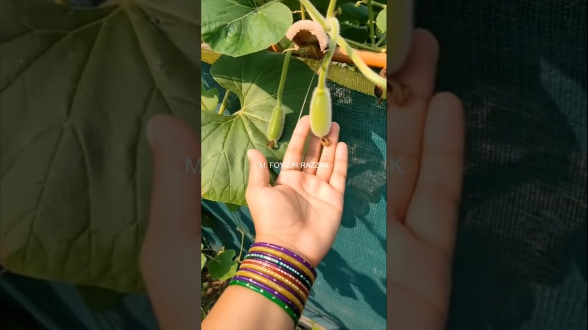 লাউ গাছে জৈব পদ্ধতিতে ফলন বাড়বে #HomeGardening #UrbanFarming #RoofTopGardening