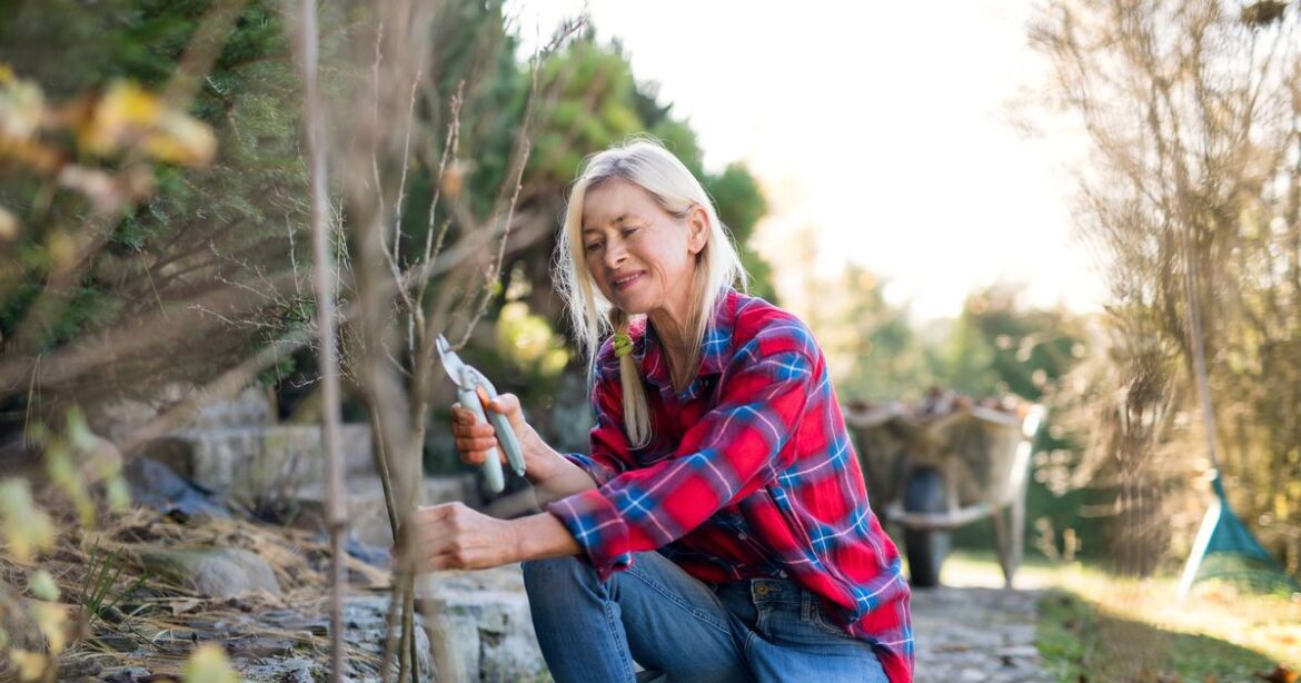 Gardening expert’s ingenious free hack to stop plants snapping in the wind Daily Mirror