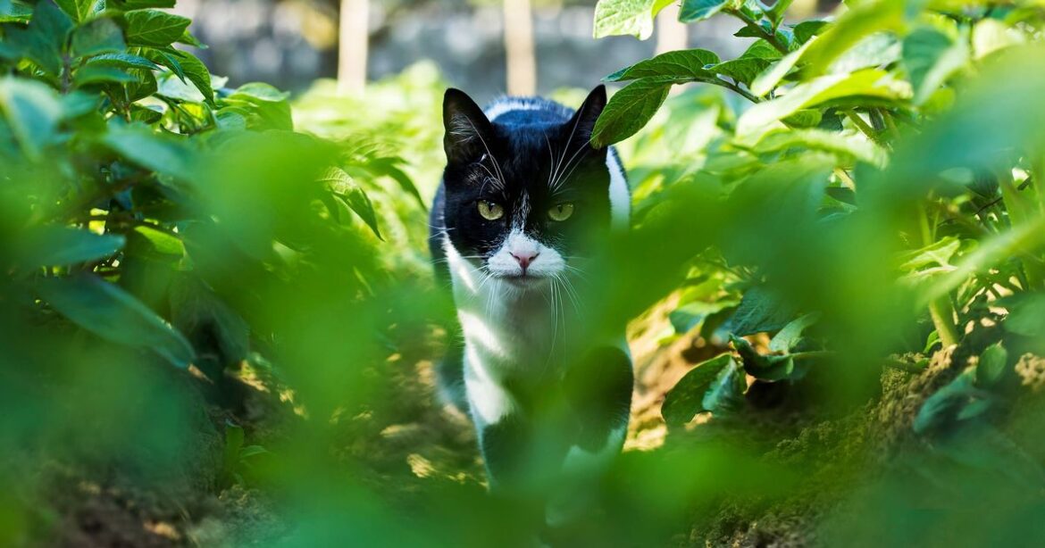 Cats won’t poo in your garden if you do 1 easy task that ‘works long term’ Devon Live