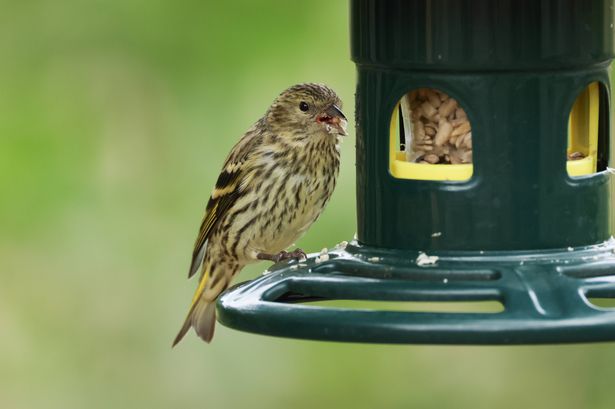 A Siskin, Carduelis spinus, feeding from a bird feeder.