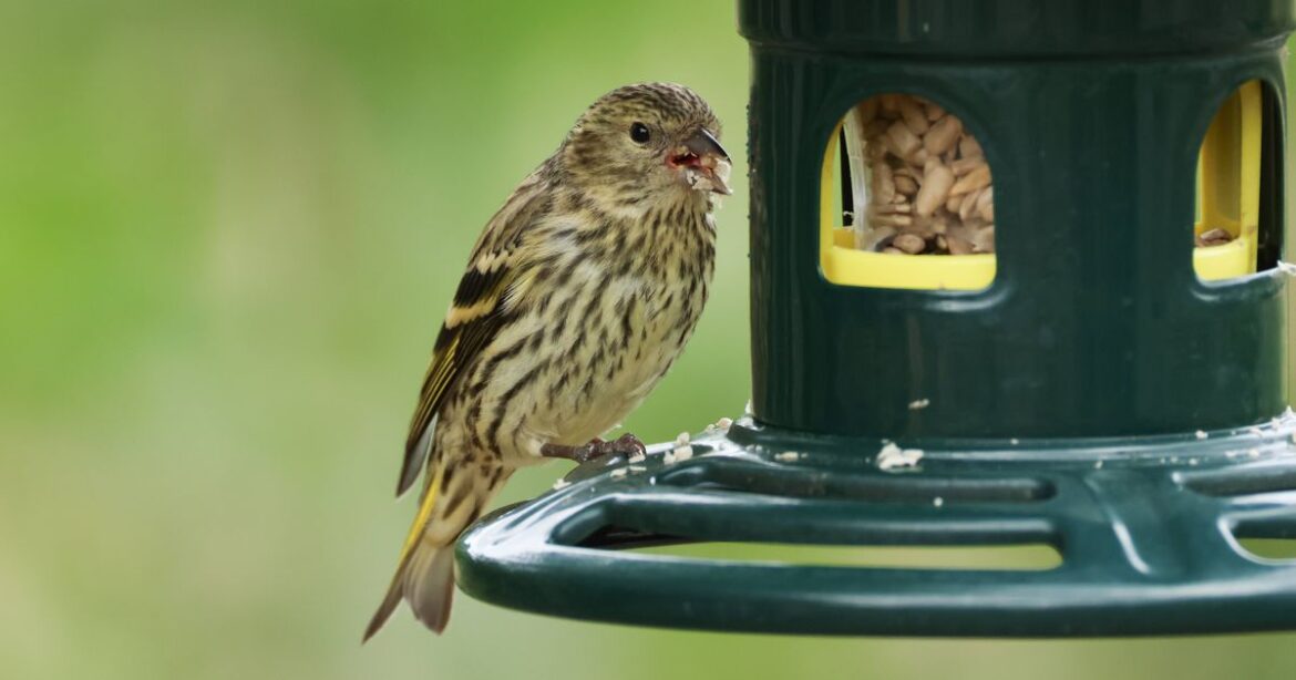 Families with birds in garden told to take action ‘within 24 hours’ to protect them Nottinghamshire Live