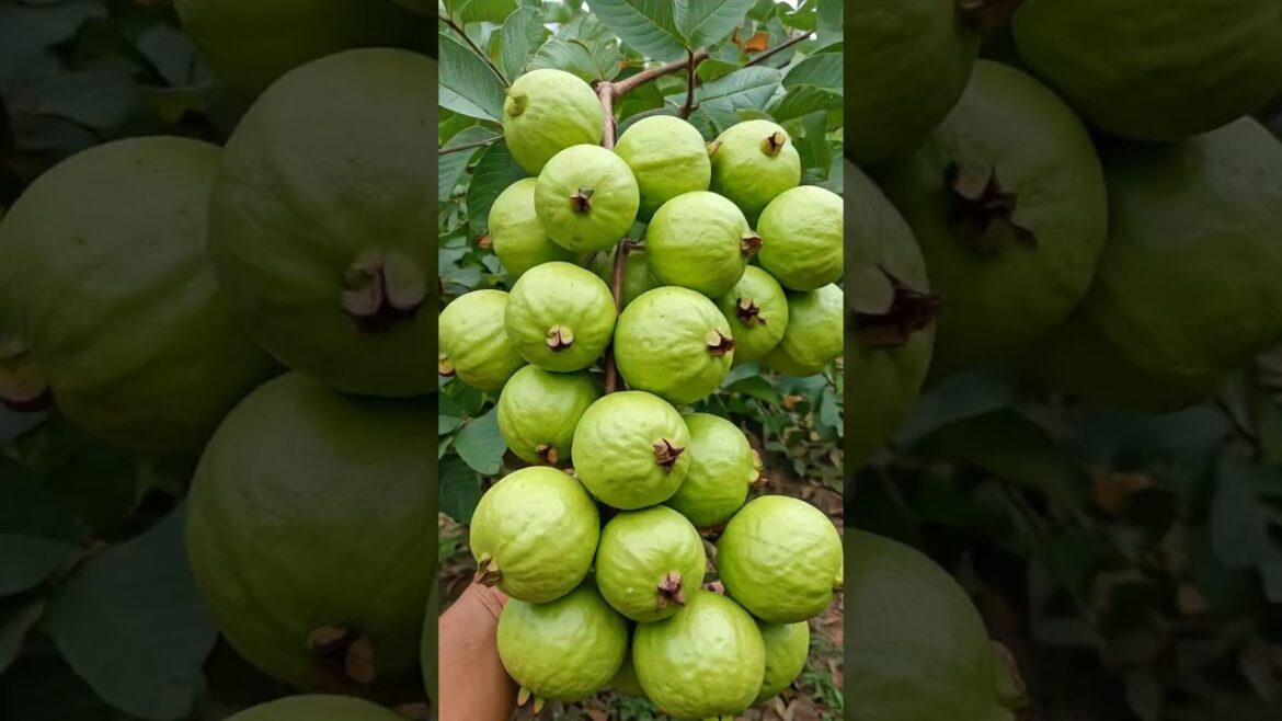 Guava Gardening 101: Soil, Care, and Pest Control for Home Growers