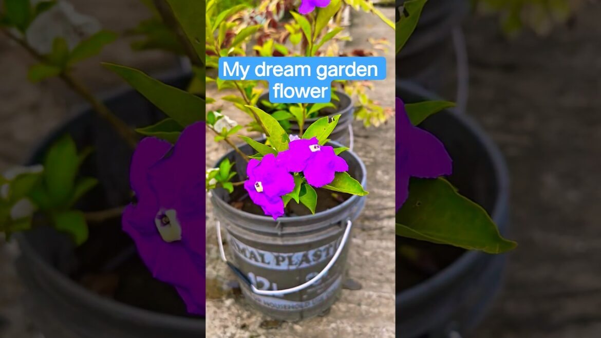 my dream garden flower #garden #gardening #flowers #nature #garden flowers #viral #gardening trends