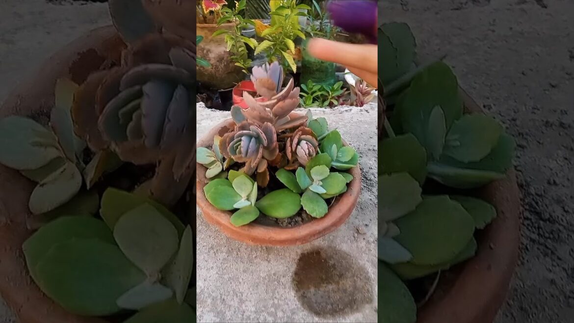 মাটির পাত্রে কিভাবে গাছ লাগাবে 🪴 #gardening #garden #gardeningtips #shorts #minivlog