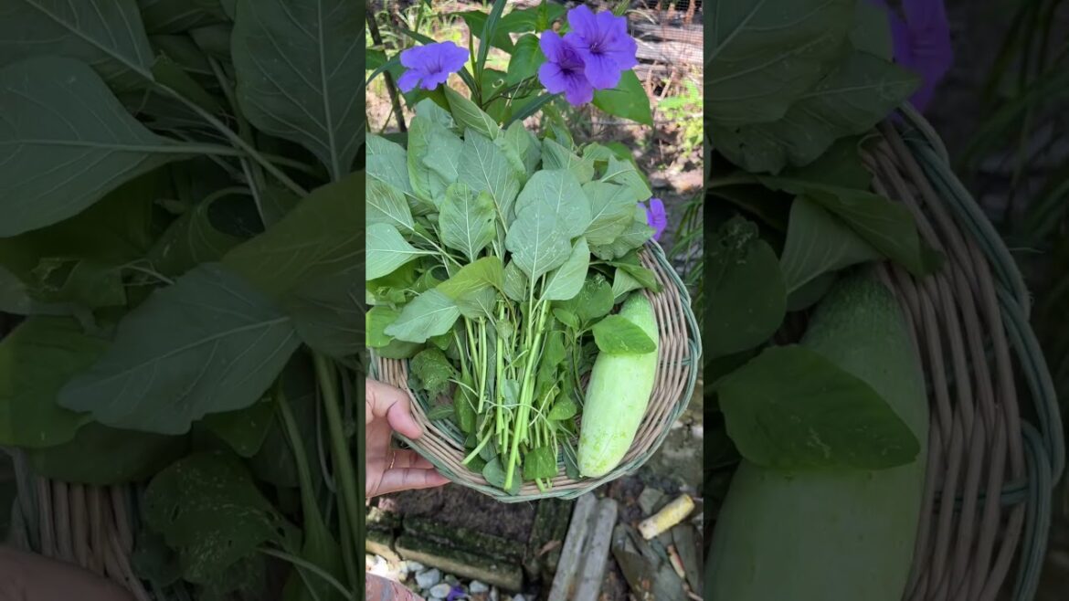 Panen kebutuhan harian dari kebun sendiri #berkebun #gardening #youtubeshorts