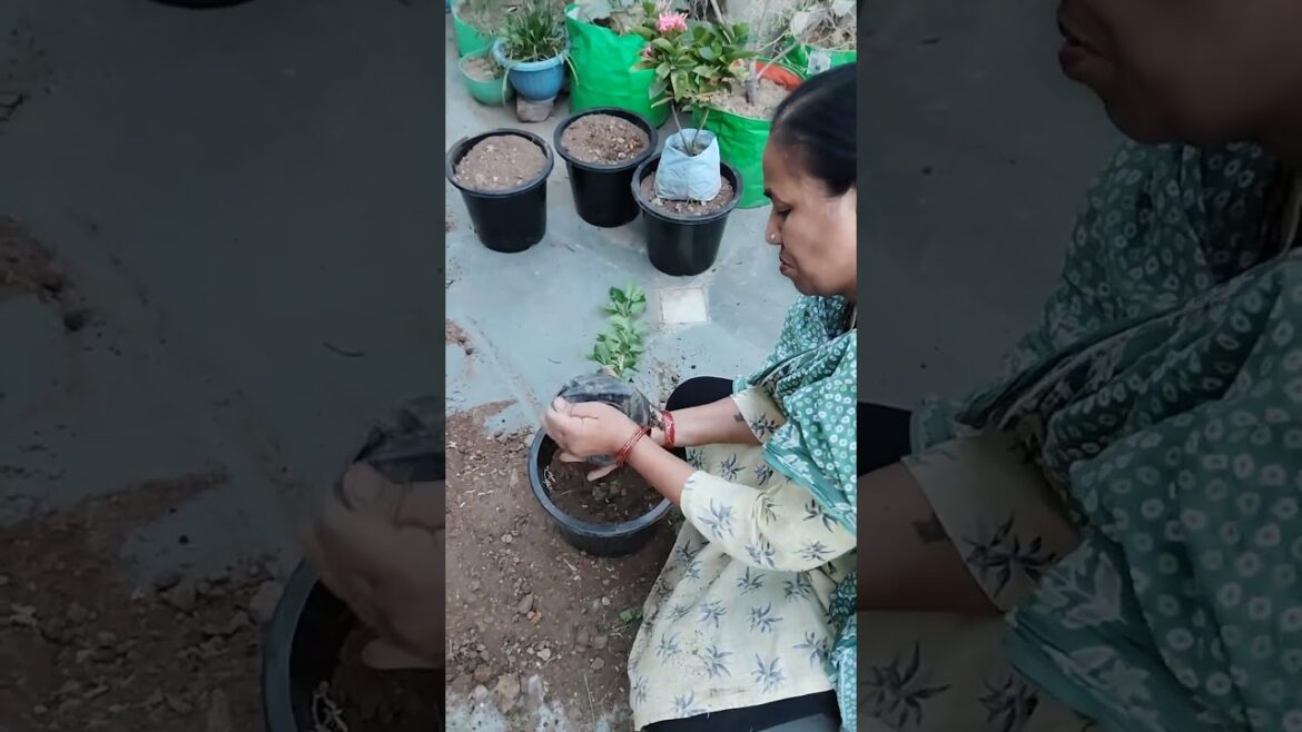 hibiscus updates #trending #viralvideo #gardening #shorts #hibiscus #flowers #beautiful hibiscus updates #trending #viralvideo #gardening #shorts #hibiscus #flowers #beautiful