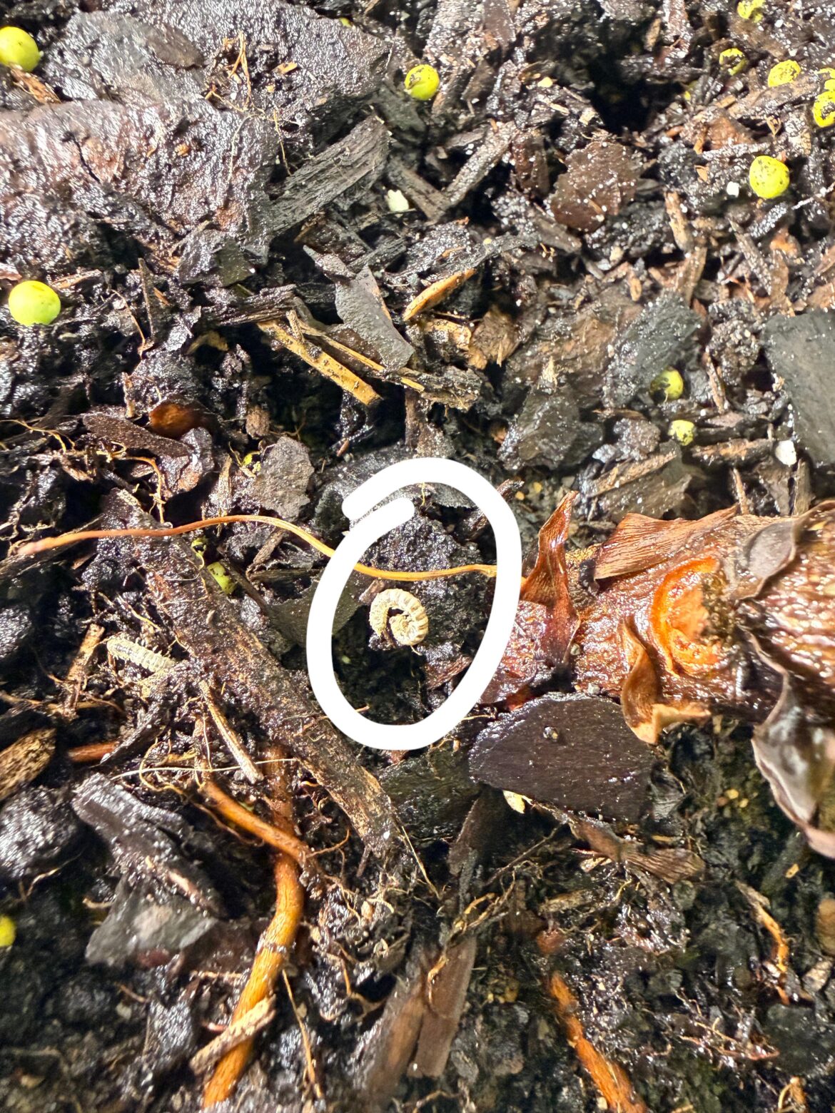 Worm in soil