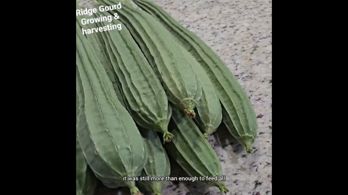 How to grow ridge gourd from sowing the seeds to harvesting/ also called turai / beerakai)
