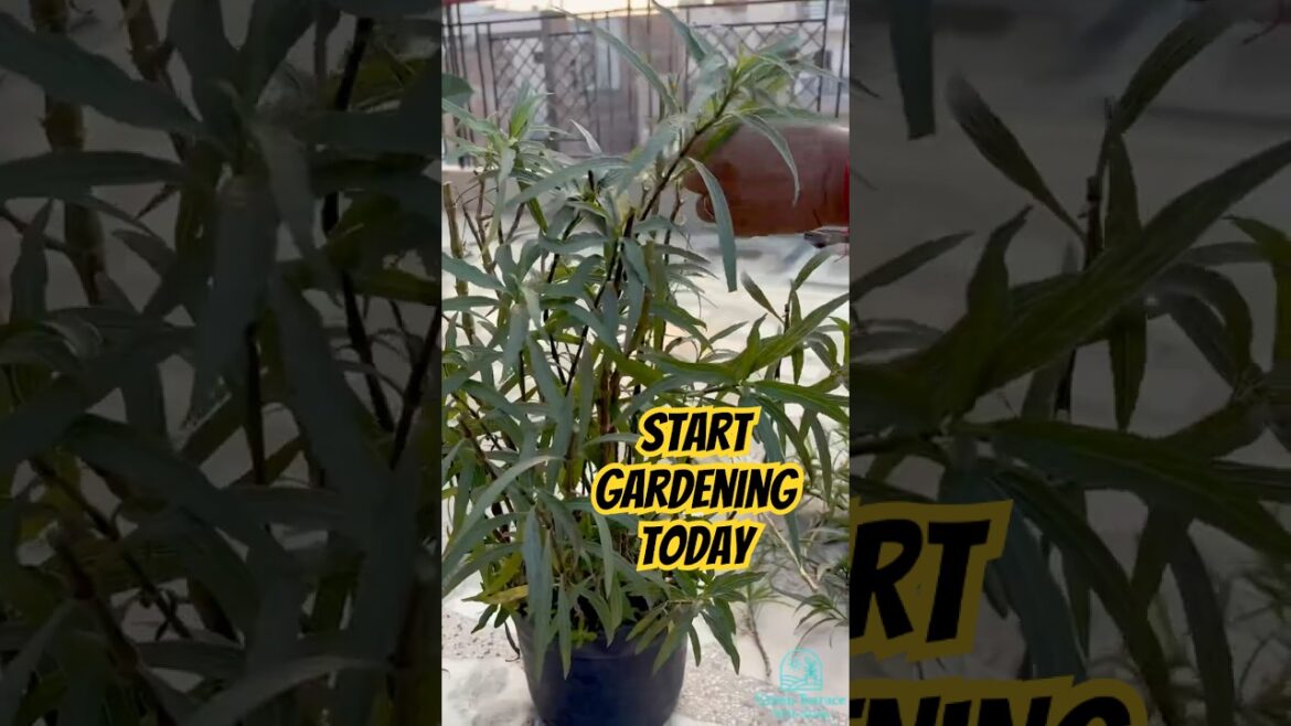 Grow plants | Grow happiness!!!! Grow plants | Grow happiness!!!!