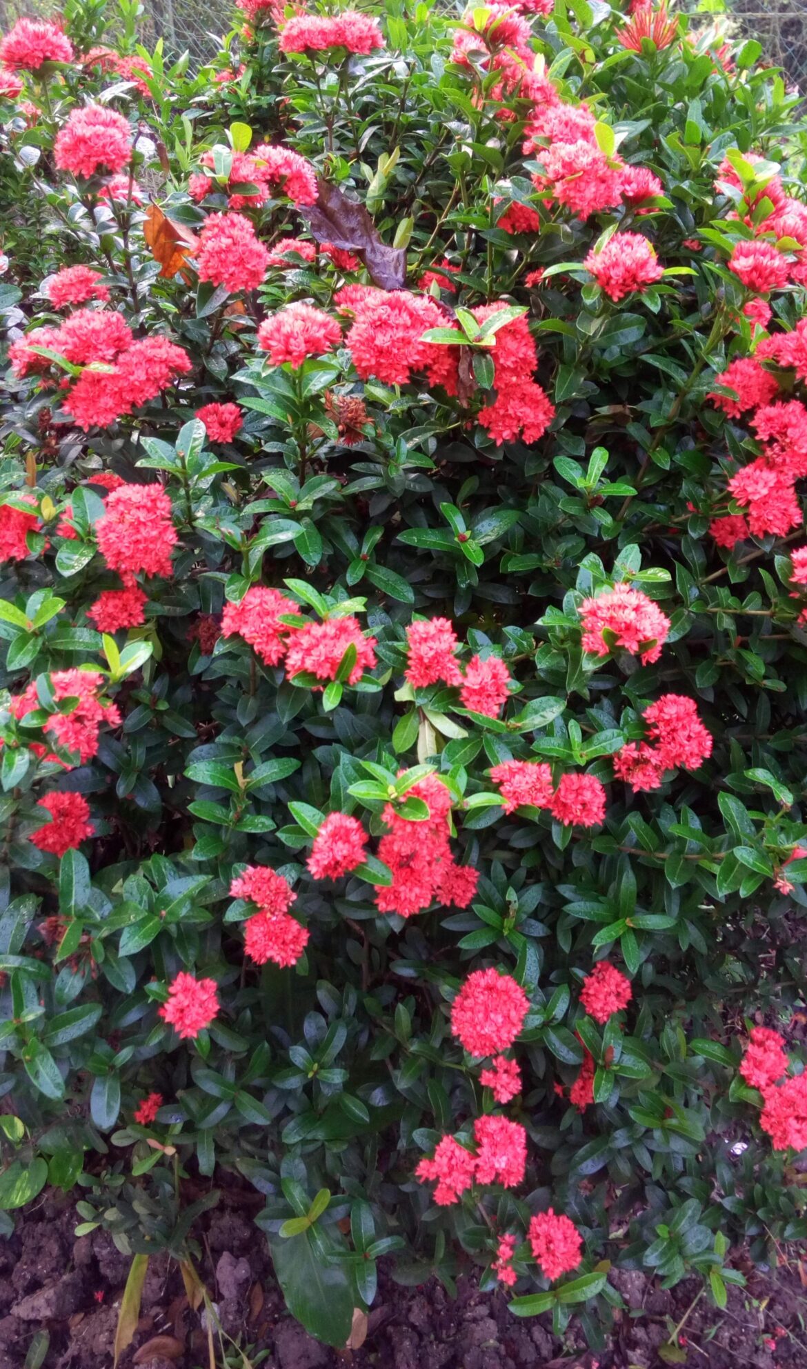 Red Ixora [OC]