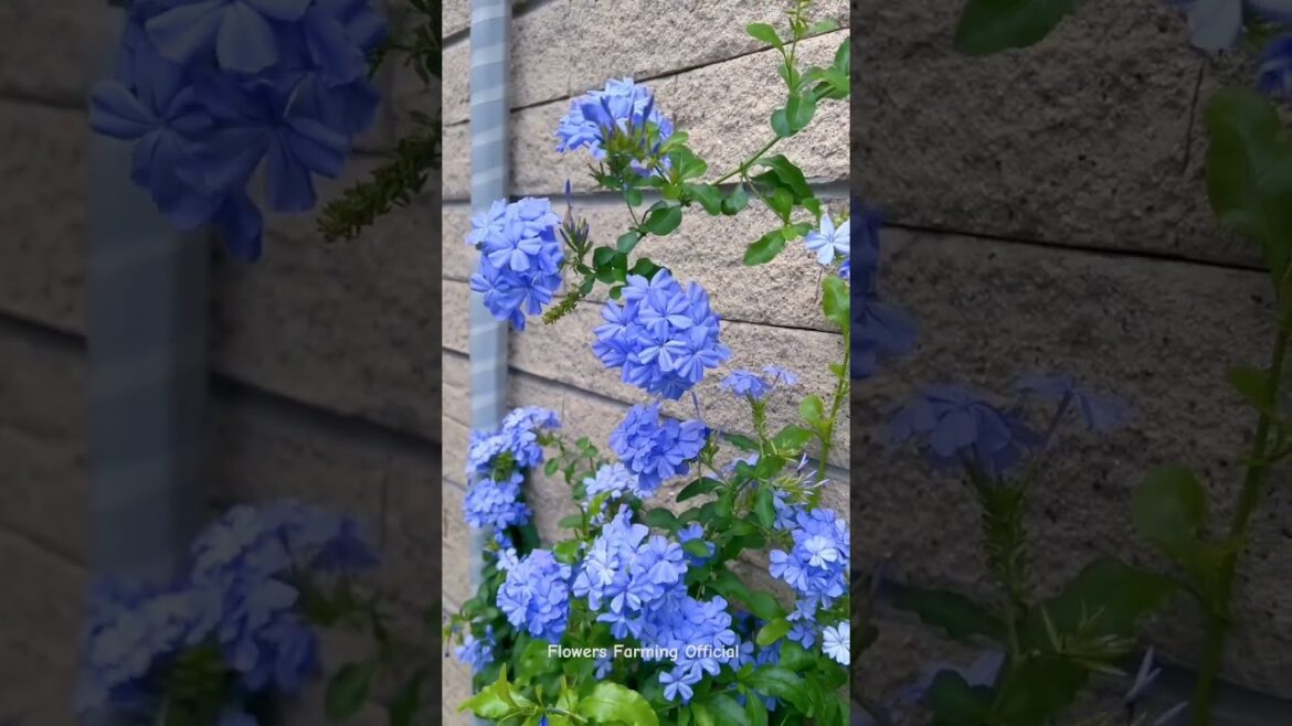 I Love Pretty Garden Vibes 🌿🥀💚#trendingshorts #gardening #flowers #rose #satisfying #nature #asmr