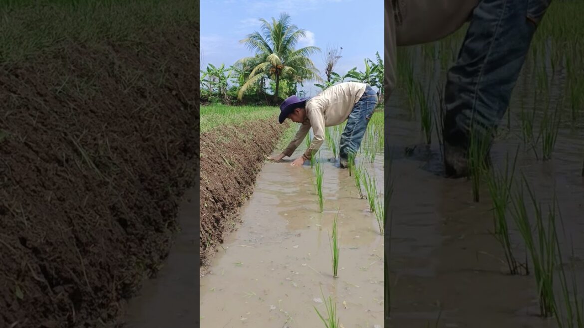 #news #beritaterkini #funny #sawah #farming #berkebun #farm #gardening #tips #shorts