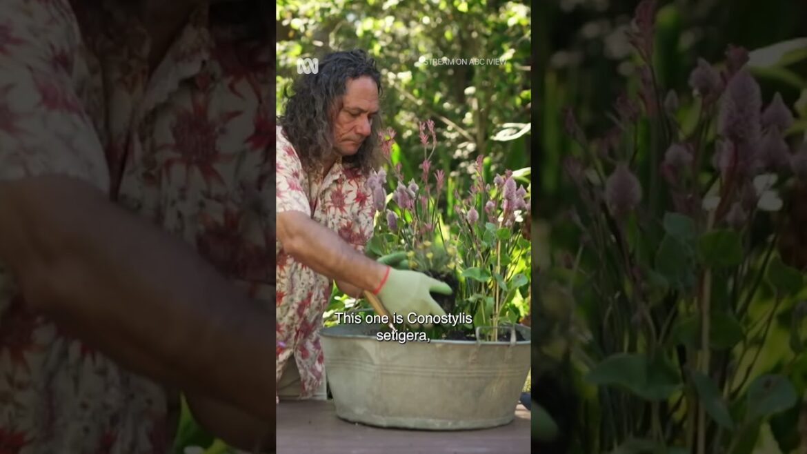 Make Your Own Wildflower Pot! | Gardening Australia