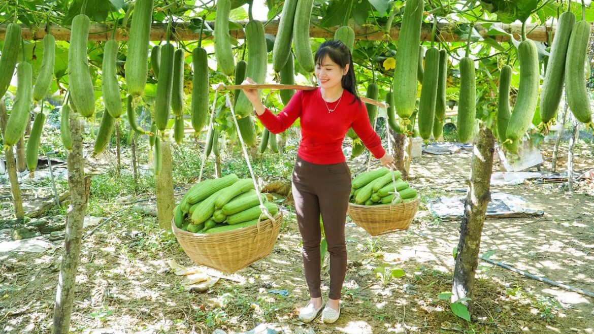 Harvesting Sweet Melon Goes To Countryside Market Sell – Vegetable Gardening. My Bushcraft / Nhất Harvesting Sweet Melon Goes To Countryside Market Sell - Vegetable Gardening. My Bushcraft / Nhất