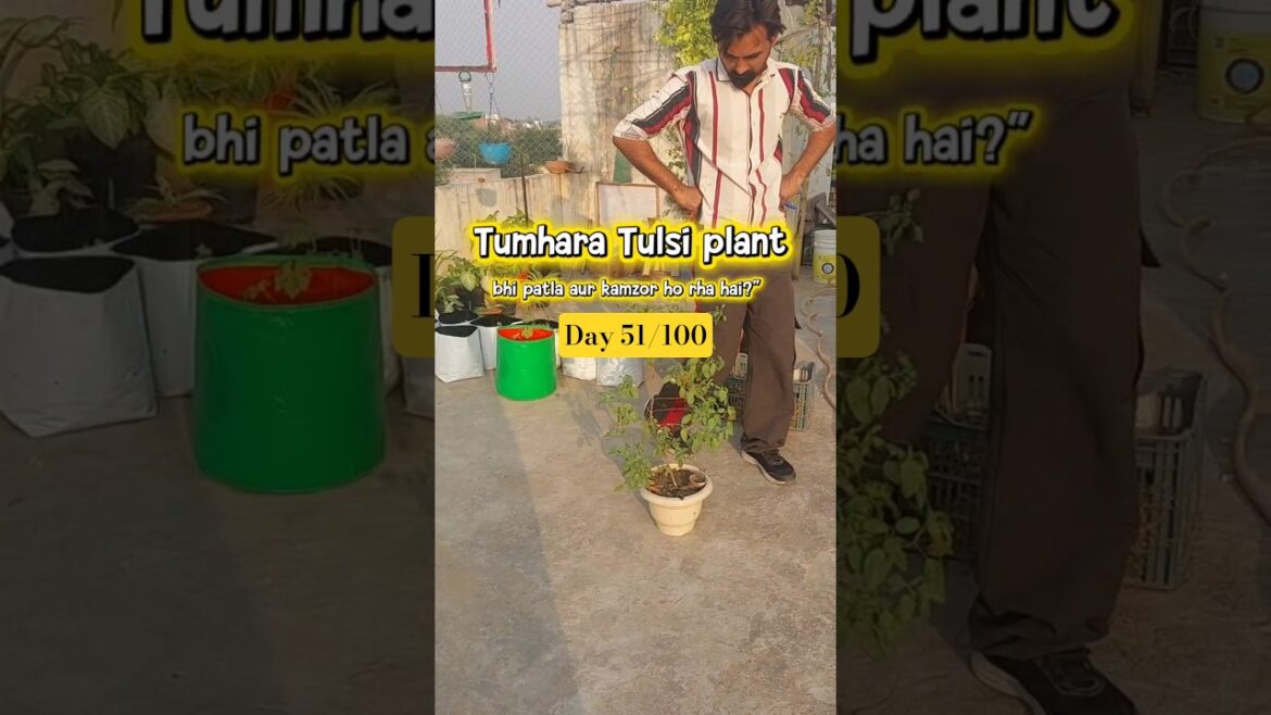 Tulsi me beej mat banne do! Winter me aise banaye plant ko ghana 🌿 | Tulsi Pinching Tips#tulasiplant