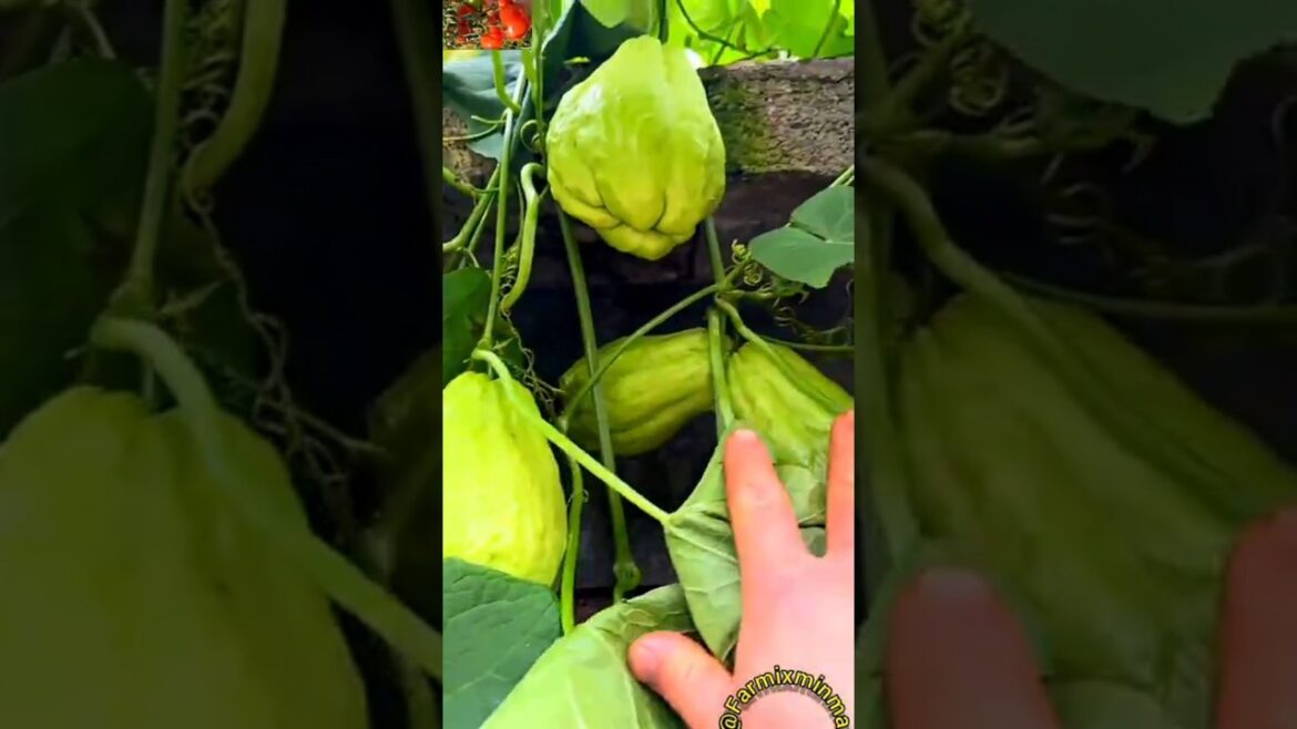 Huge amount of chayoto 🥒🍅🌱#freshlypicked #garden #vegetablegardening #farming #asmr#satisfyingvideo