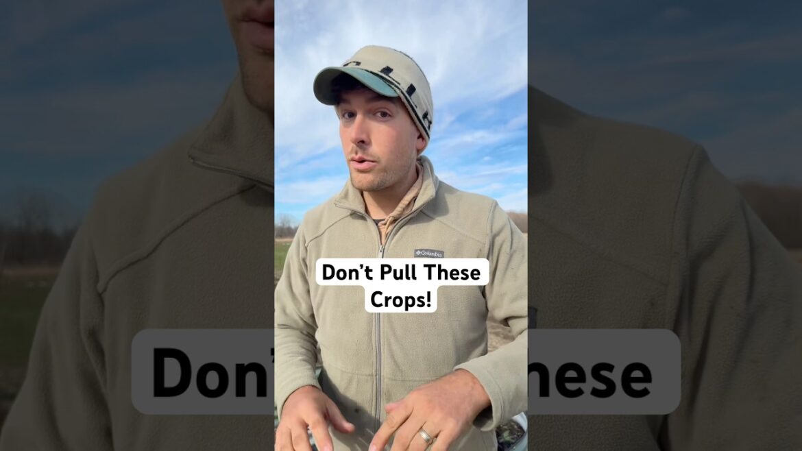 Leave These Crops in The Ground! #gardening #garden #shorts