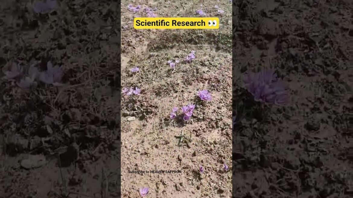 Scientific Research #garden #shortvideos #heavensaffron #viral #shorts #garden #scientific ЁЯСА Scientific Research #garden #shortvideos #heavensaffron #viral #shorts #garden #scientific ЁЯСА
