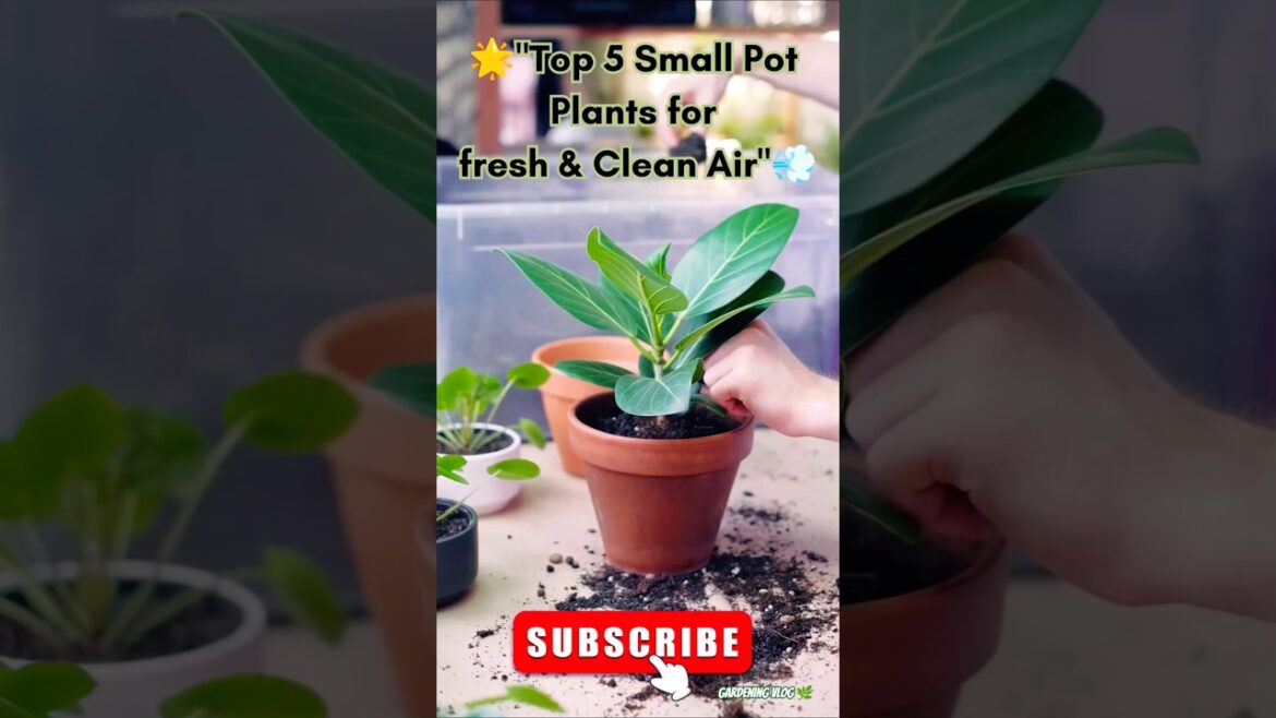 "Top 5 Small Pot Plants 🪴 | 🍀That Clean the Air Around You Naturally 💨” GARDENING VLOG 🌿 #shorts
