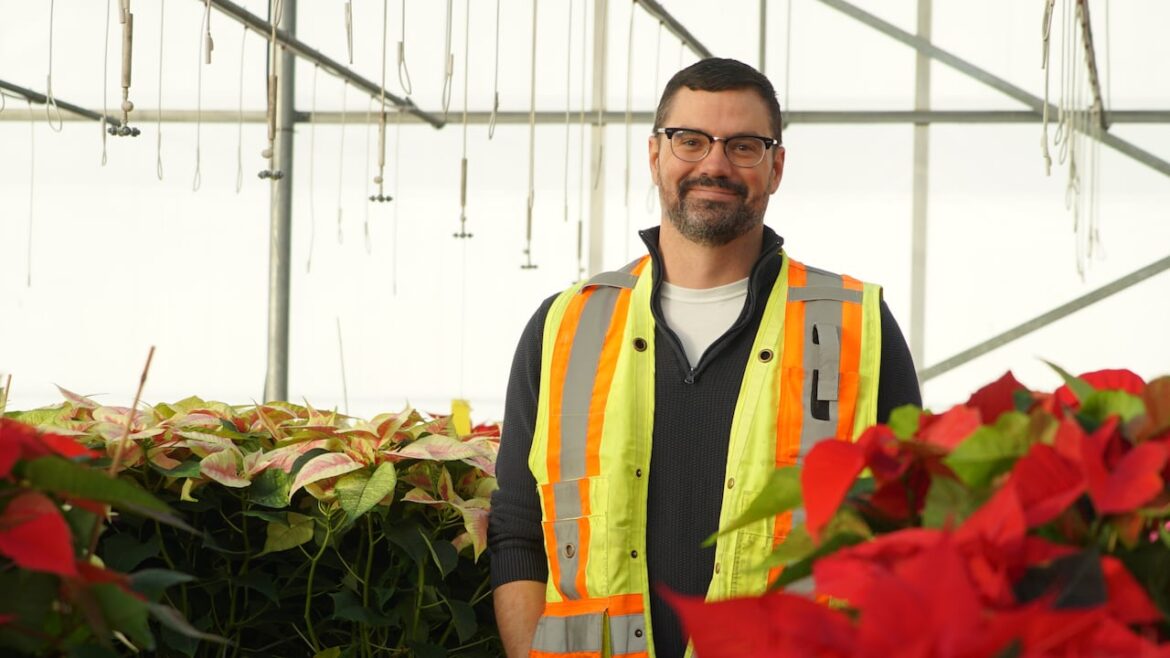 Kitchener gardeners spend months caring for hundreds of holiday poinsettias Kitchener gardeners spend months caring for hundreds of holiday poinsettias