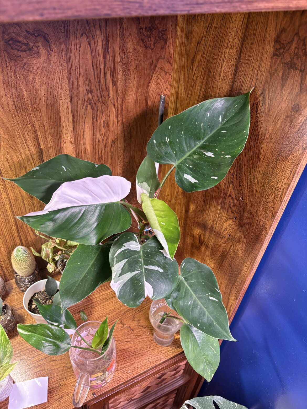 Not sure if you consider this rare. But she’s a beauty.