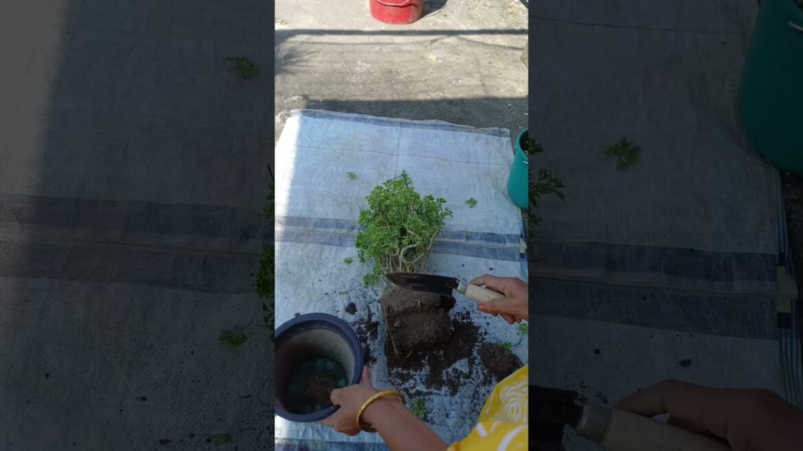 plant care 🪴 || #garden #terrace #trending #shorts #fyp #plants #vegetables #yt plant care 🪴 || #garden #terrace #trending #shorts #fyp #plants #vegetables #yt