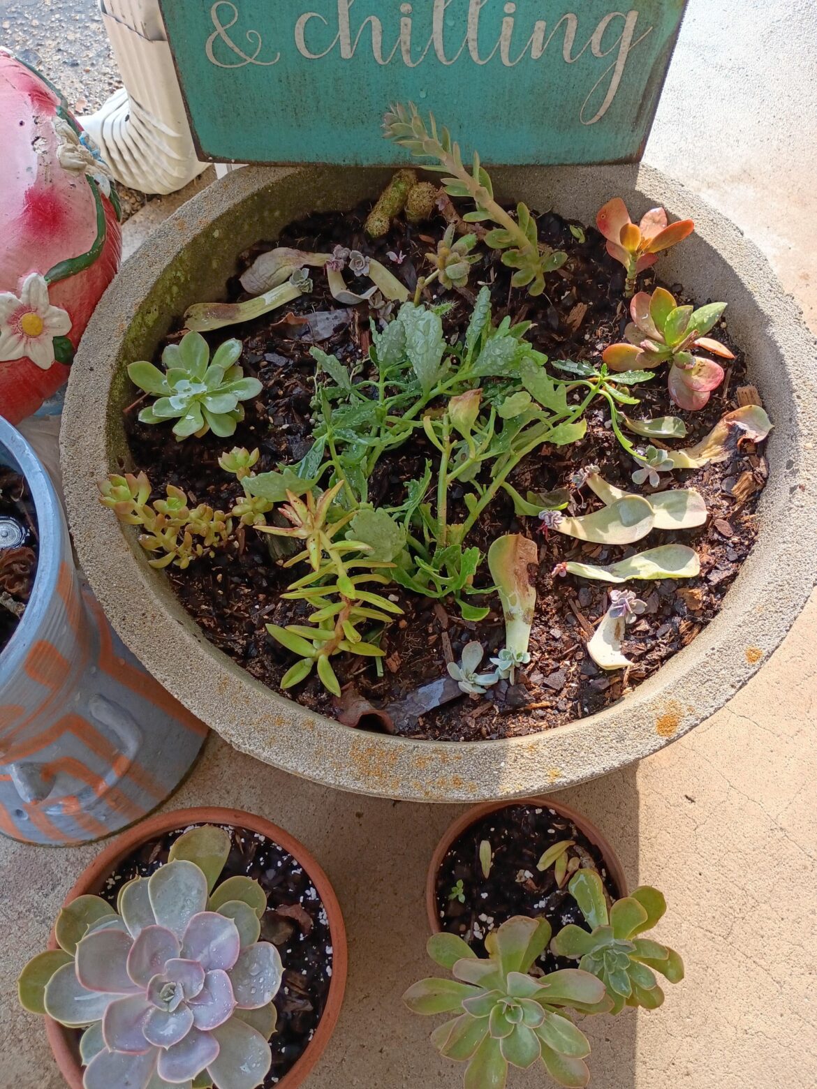 My succulent propagation planter