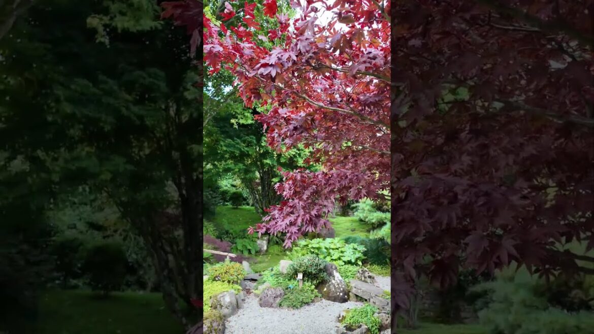 Have you seen this beautiful Japanese garden in Carmarthenshire? #visitwales #tourism