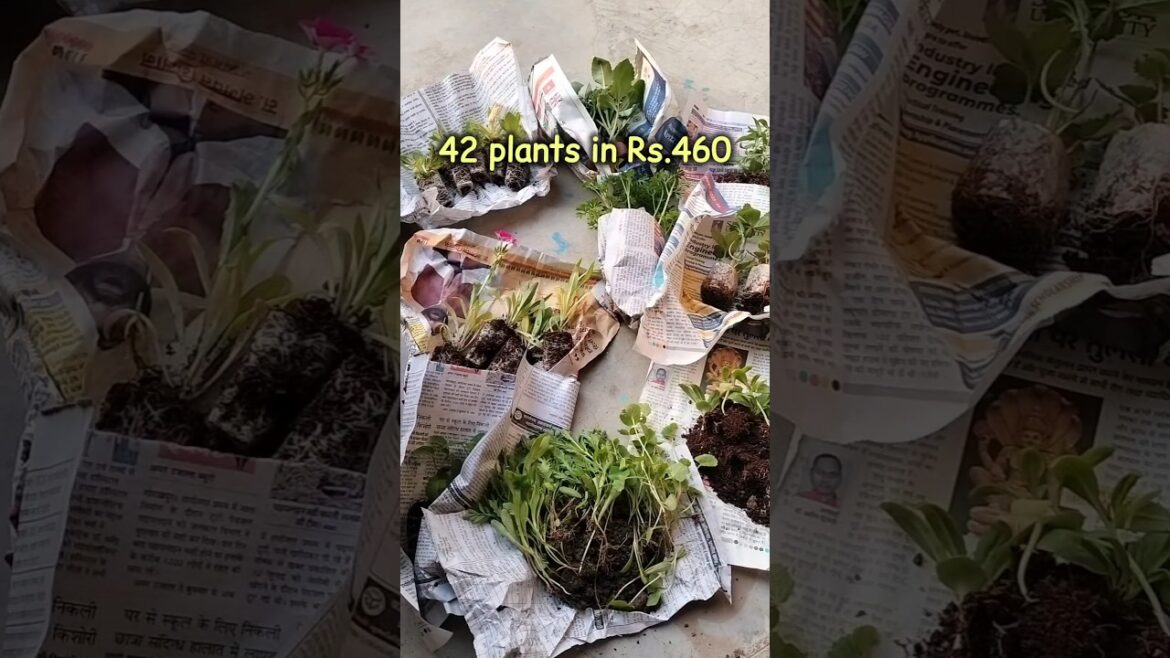 Winter ❄️ Plant Shopping From Nursery 🌱 #nurseryplants #plantshopping #garden #shorts #gardening 🌼