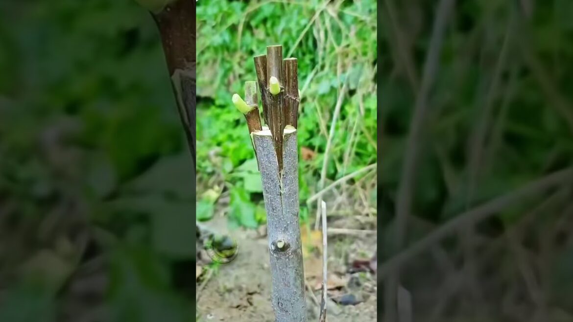 easy way to graft tree branches #treanding #satisfying #growtree