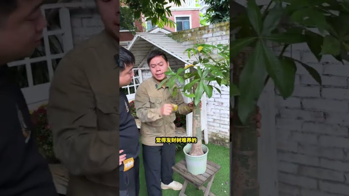 #养花#香蕉#甘蔗#木瓜养不好盆栽你就用我的方法去种果树 1762601747123 #养花#香蕉#甘蔗#木瓜养不好盆栽你就用我的方法去种果树 1762601747123