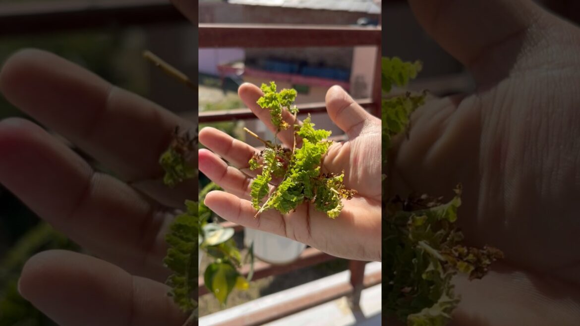 3 tips to save your plants in winters #shorts #tipstosaveplants #garden #ytshorts 3 tips to save your plants in winters #shorts #tipstosaveplants #garden #ytshorts