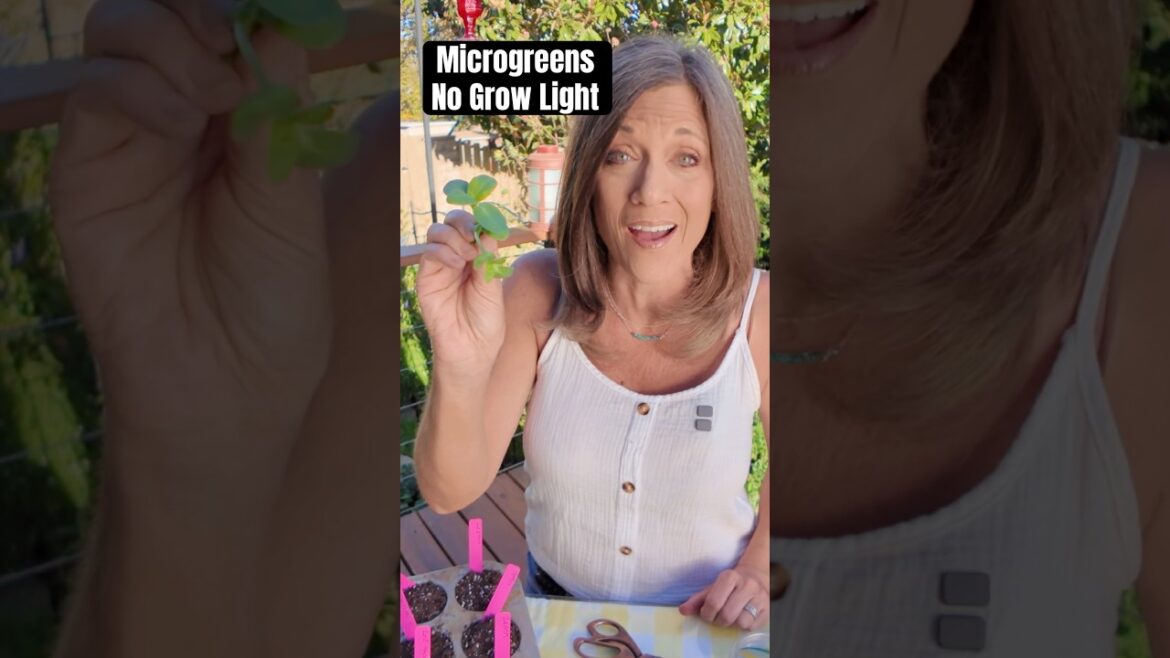 Grow without A Grow Light?  Yes, You Can!