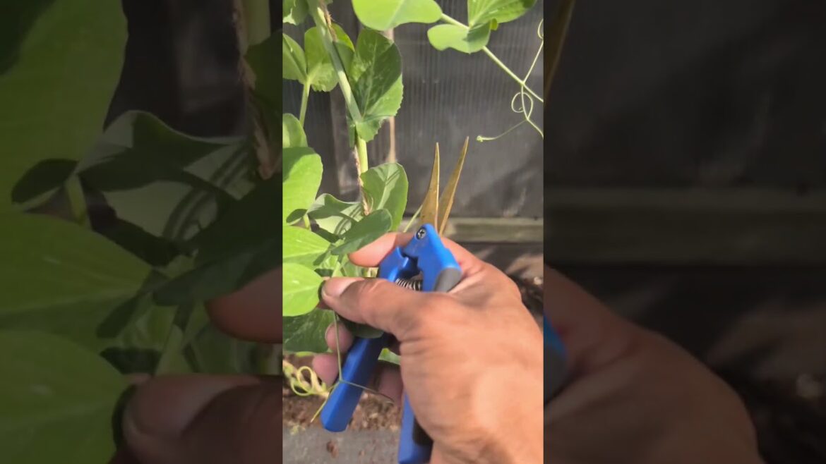 How To Make Snap Peas Grow Faster 🫛 Grow More In Less Time ! #peas #shorts #garden How To Make Snap Peas Grow Faster 🫛 Grow More In Less Time ! #peas #shorts #garden