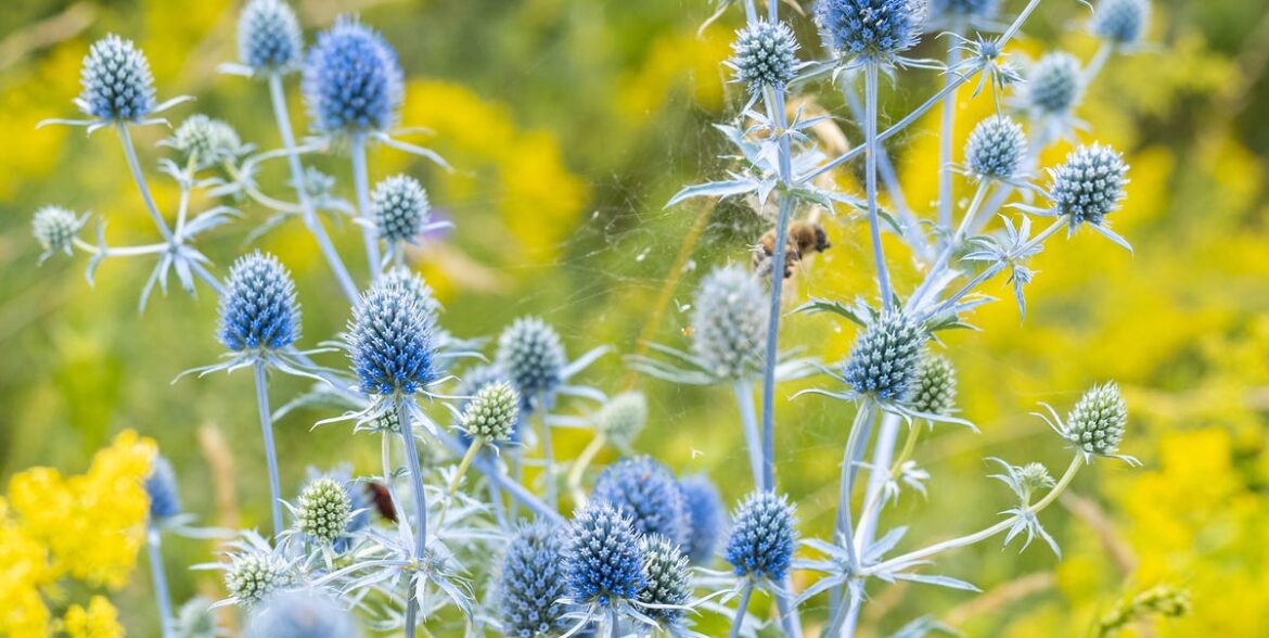 13 Flowers To Sow In November For Beautiful Blooms Next Year