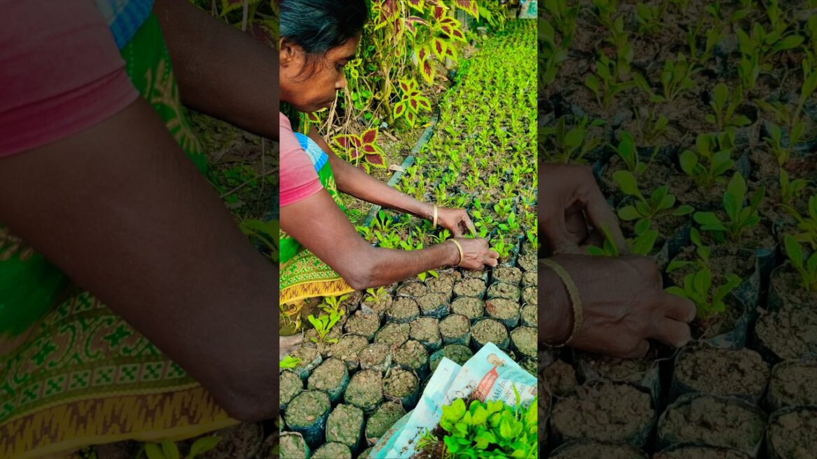 From Tray to Grow Bag | Petunia Transplant for Healthy Growth #shorts