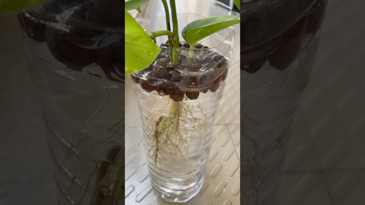 How to Grow Money Plant in Water | Beautiful Root Growth | Easy Indoor Gardening Tip #moneyplant