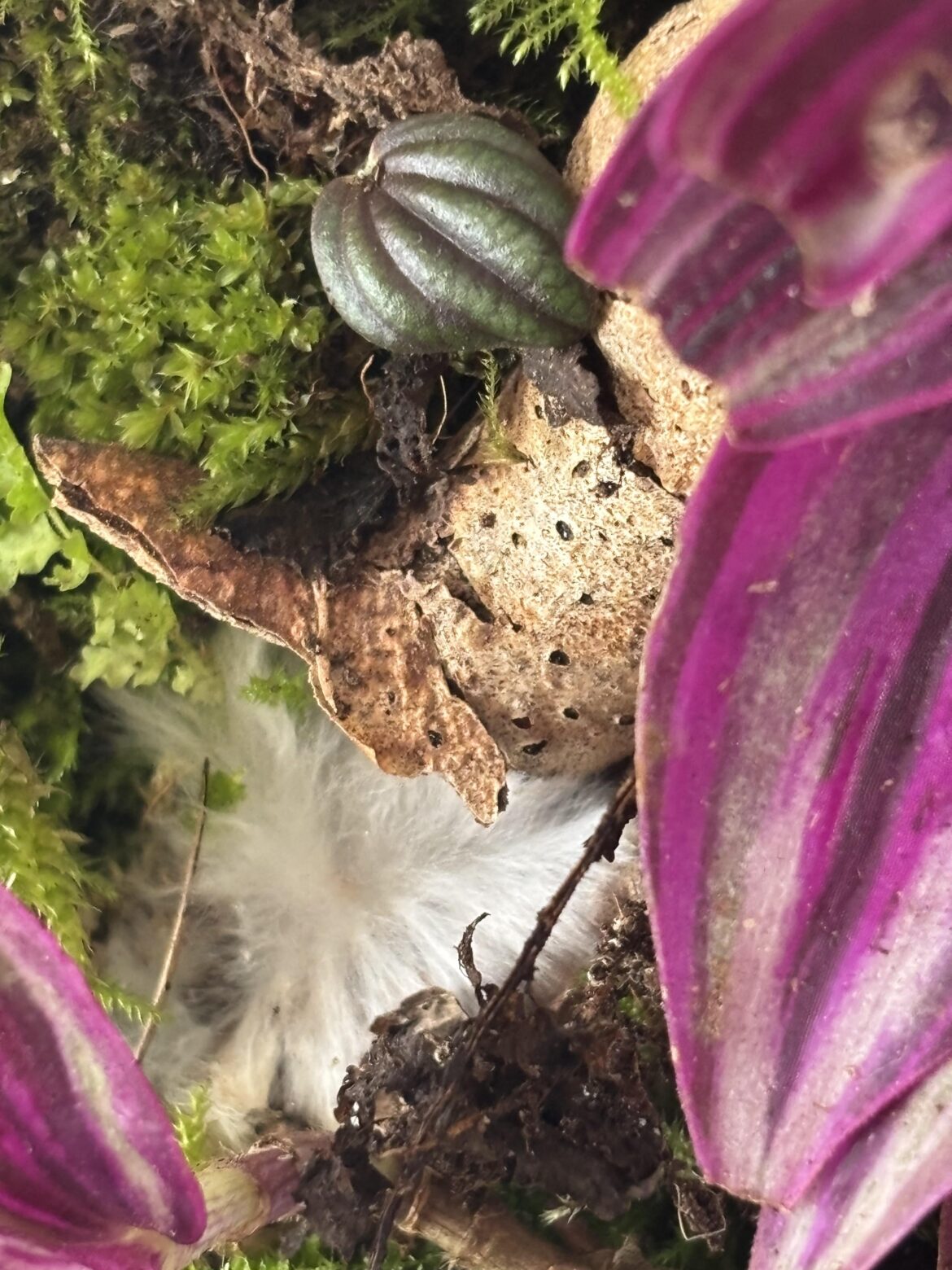 What is this and ist it bad for the terrarium