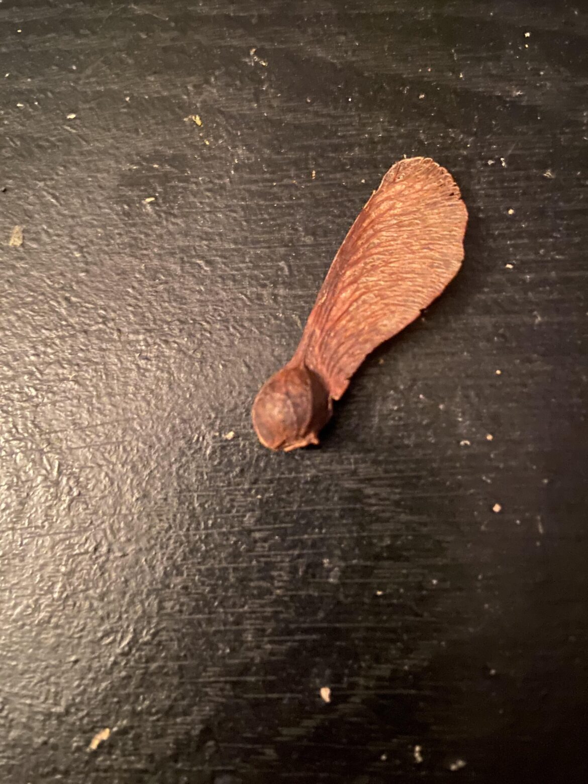 What tree makes this seed I Lee finding around the city? South eastern, MA