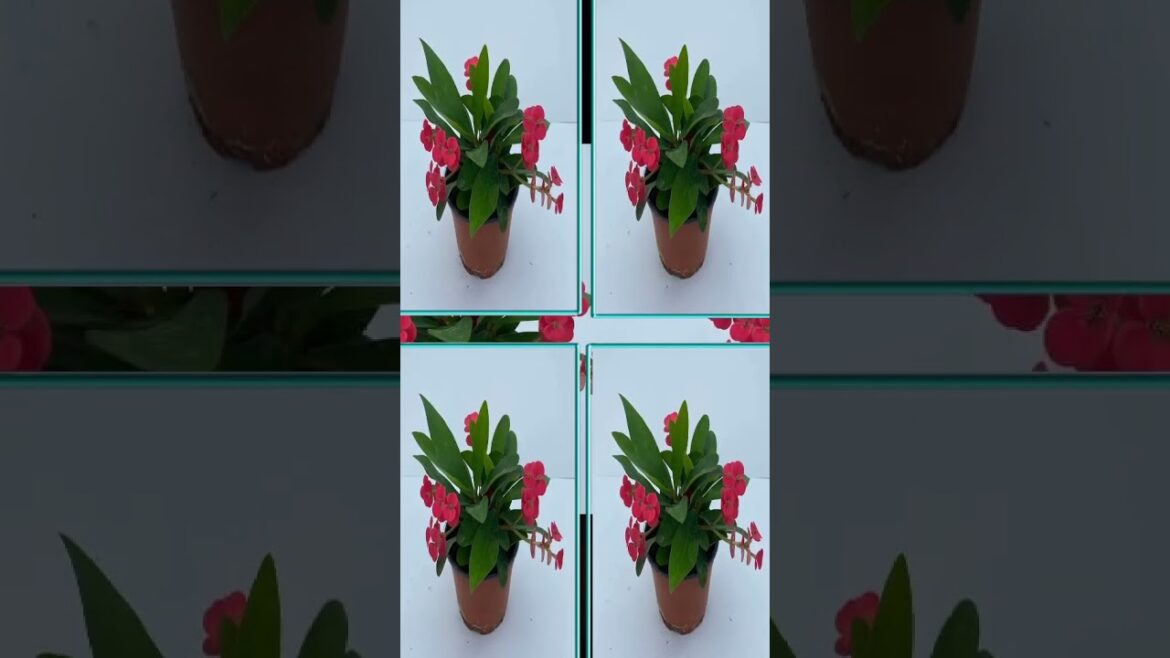 November 6, 2025 November 6, 2025