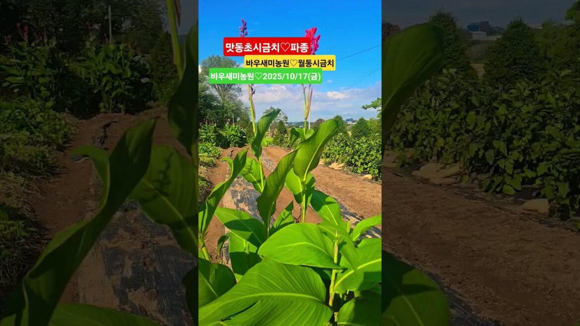 #시금치#파종#맛동초시금치#바우새미농원#텃밭농사#월동시금치#70대유튜버#심문보