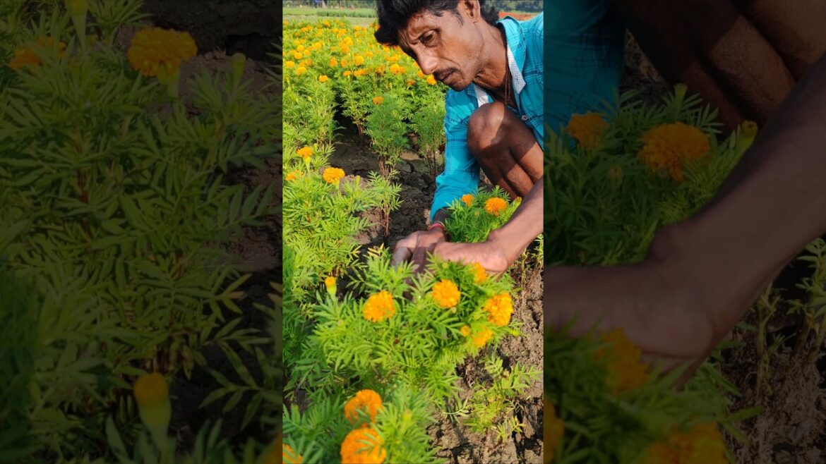 Cut, Plant & Grow Marigold 🌼 Easiest Propagation Method Ever #shorts