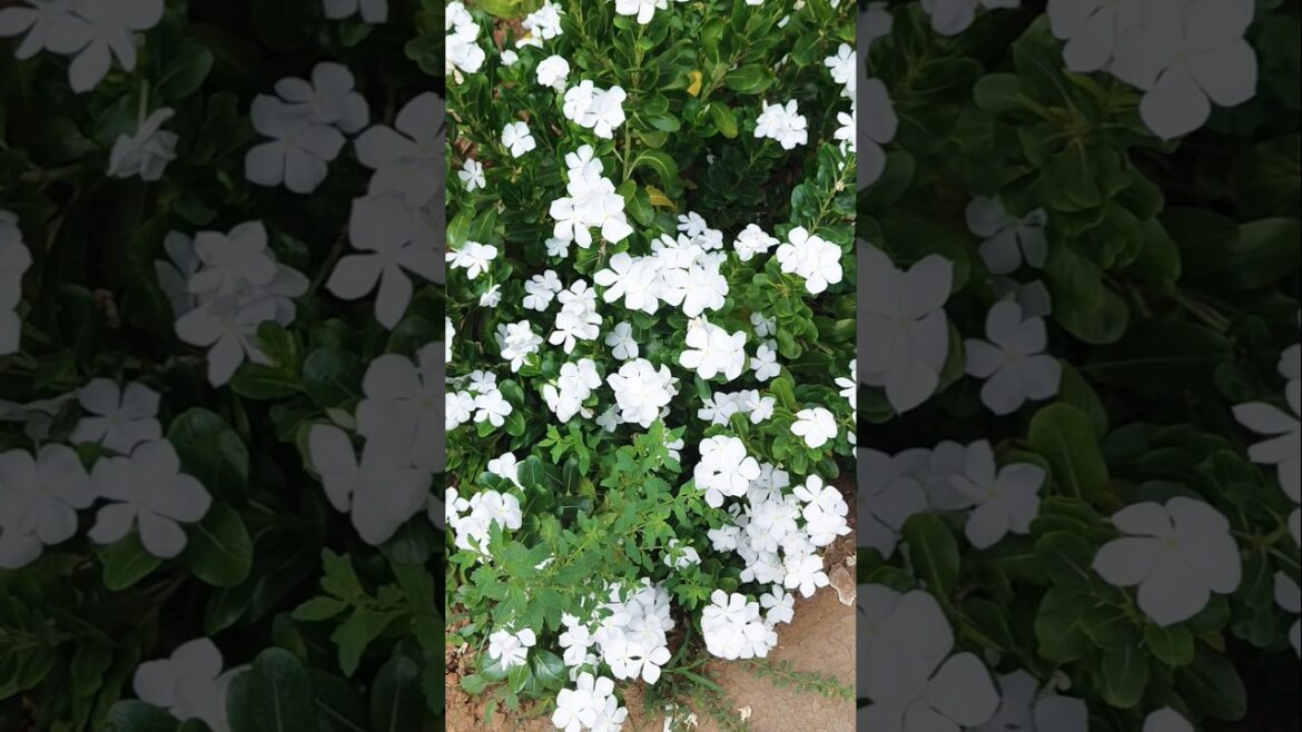 Sadabahar paudha ko gana kaise karen tips #gardenplants #care #tips #garden #ytshorts #shortvideo